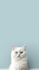 Canvas Print - Cat animal mammal kitten.