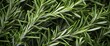 © Eva - Fresh Rosemary Leaves Close-Up Texture