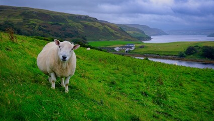 sheep in scotland