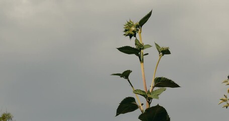 Wall Mural - Closeup footage of a plant moving in a light wind against gray sky background