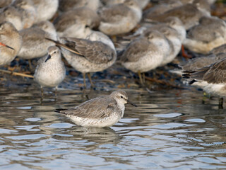 Wall Mural - Red knot, Calidris canutus