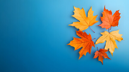 Wall Mural - yellow and orange fallen maple leaves on blue background. abstract autumn natural backdrop. fall sea