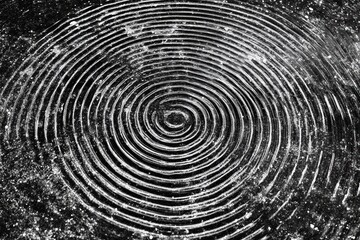 Intricate tree ring pattern in high contrast black white