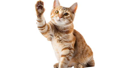 Poster - cat giving high five, isolated on white