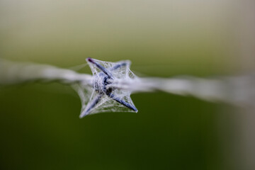 Spider web on barbed wire. 8758