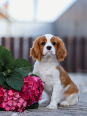 Wall Mural - dog puppy cavalier king charles spaniel sits with flowers in the door on the stones