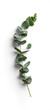 © Custom Scene - Single Eucalyptus Branch with Green Leave