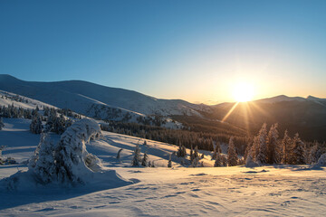 amazing mountain winter landscape with fir trees at dawn. natural Christmas background