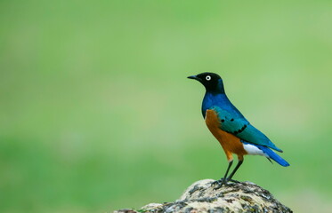 Wall Mural - superb starling, lamprotornis superbus, masai mara, africa