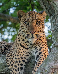 Wall Mural - male leopard portrait, masai mara, africa