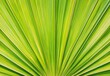 © Eva13186707 - Symmetrical Palm Leaf Texture Close-Up