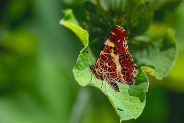 map butterfly feeding on flower, European Map, Araschnia levana