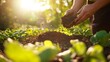 © Keattipoom - Organic Farming Bliss: Farmer Spreading Compost in Lush Vegetable Patch under Sunlight Filtered Canopy, Soft Commercial Lighting - Ultra High Quality