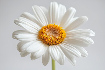 Canvas Print - Single Daisy White Background