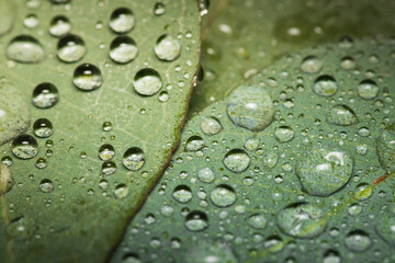 small droplets of water on a green leaf