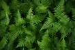 © Eva - Green Fern Leaves Background Top View Photorealistic