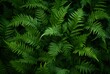 © Eva - Lush Green Fern Texture - Top View Photography