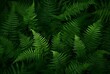 © Eva - Lush Green Fern Texture - Top View Photography