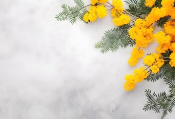 Wall Mural - mimosa flowers on grey concrete background