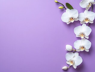 Poster - White Orchids on Lavender Background with Copy Space