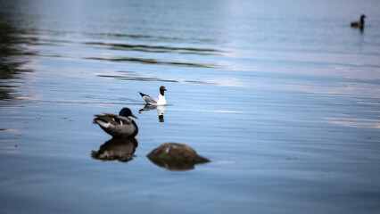 Two lovely ducks are happily swimming in a beautiful body of water