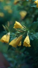 Wall Mural - It rained on the yellow flowers