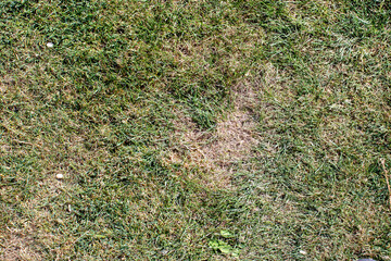 Close-up of a grassy lawn with a patch of dried grass, showcasing variations in texture and color, ideal for nature-related projects or backgrounds.