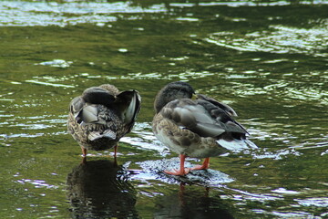 Male and female mallard or Wild duck sitting on a rock in the river. anas platyrhynchos. Beautiful photo of wild ducks in beautiful light 