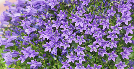 Wall Mural - Purple flowers of the Dalmatian wall bellflower, panoramic view, Campanula portenschlagiana