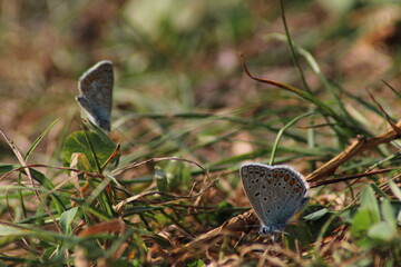 The common blue butterfly (Polyommatus icarus) sitting on the grass. Panoramic photo of an insect in green grass on a summer afternoon in Czech republic. Group of common blue butterflies in the grass
