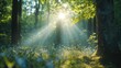 © Lubos Chlubny - Sunbeams shining through trees in misty forest at dawn