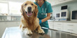 © Irina B - Veterinarian in scrubs performing a routine checkup on a happy golden retriever in a clinic, the dog is on an exam table smiling.