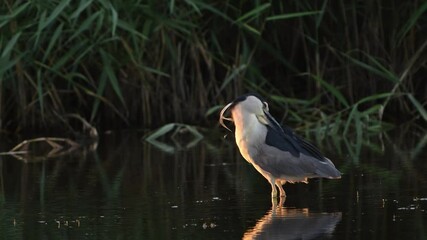 Wall Mural - Black-crowned Night Heron, Nycticorax nycticorax. Also known as black-capped night-heron. Slow motion. The bird is cleaning its feathers. Close up.