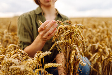 A woman examines ripened wheat during sunset in a golden field showcasing the beauty of agriculture and harvest time. Harvesting. Agrobusiness.