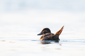 Poster - White-headed Duck, Oxyura leucocephala, swimming on a lake wetland wildlife