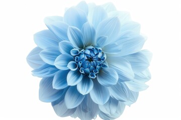 Canvas Print - Close up big shaggy light blue Dahlia on white background for design isolated with clipping path