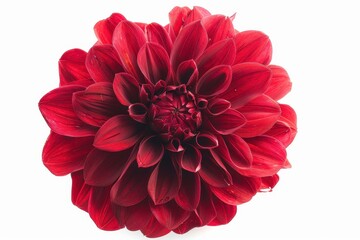 Canvas Print - Close up of isolated red dahlia on white background a design element