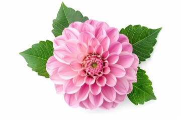 Sticker - Pink Dahlia flower isolated on white background with clipping path viewed from top