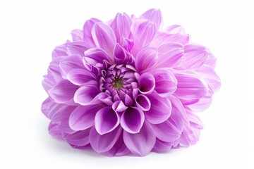 Canvas Print - Purple dahlia isolated on white close up for design without shadows