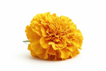 Wall Mural - Tagetes erecta flower isolated on white background with full depth of field