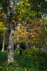 Beautiful autumn forest scenery in Hokkaido