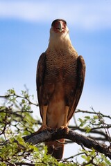 Poster - Bonaire, Dutch Antilles