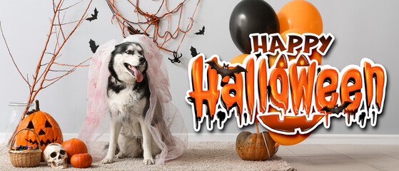 Wall Mural - Cute husky dog in dead bride costume with Halloween decorations near grey wall