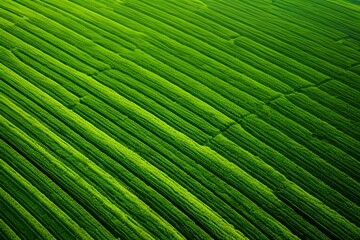 green leaf texture