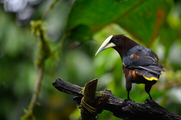 Wall Mural - Wildlife Costa Rica. Montezuma Oropendola, Psarocolius montezuma, portrait of exotic bird from Costa Rica, brown bird with black head and orange bill. Perched bird in natural habitat.