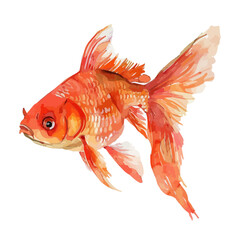 Wall Mural - Watercolor of Goldfish, isolated on a white background, and Goldfish vector