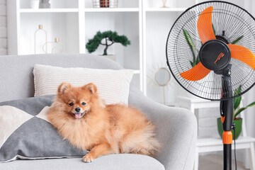 Sticker - Cute Pomeranian spitz with electric fan lying on armchair in living room