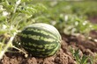 © New Africa - Ripe watermelon growing in field on sunny day, closeup