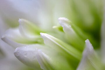 Closeup of petals of a flower on a Lily (Lilium Roselily Aisha)