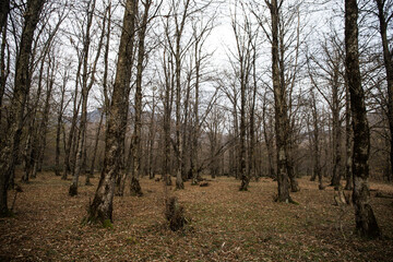 Landscape with beautiful fog in forest on hill or Trail through a mysterious winter forest with autumn leaves on the ground. Road through a winter forest. Magical atmosphere. Azerbaijan nature